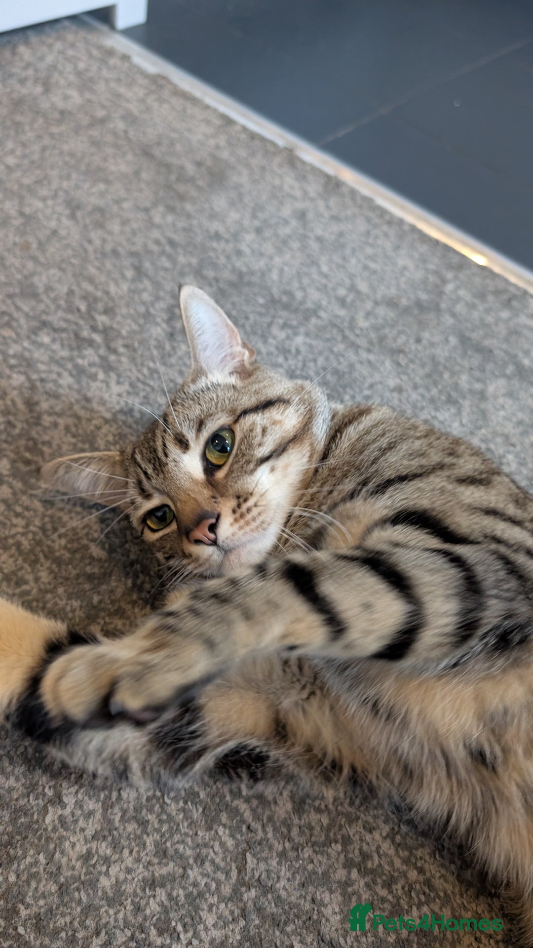 Domestic Shorthair cats for sale: Cuddly 2-Year-Old Indoor Male Cat, Great With Kids - Advert 4