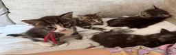 Mixed Breed cats for sale: Kittens for sale - Advert 8