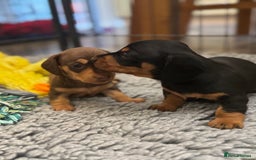 Miniature Dachshund dogs for sale: Gorgeous KC reg miniature Dachshund puppies  - Image 19