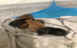 Pomeranian dogs for sale: Pomeranian Puppies  - Image 3