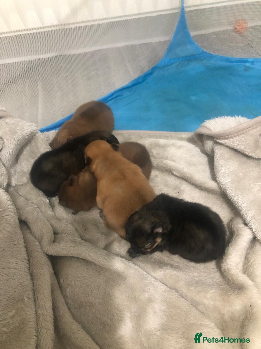 Pomeranian dogs for sale: Pomeranian Puppies  - Image 3