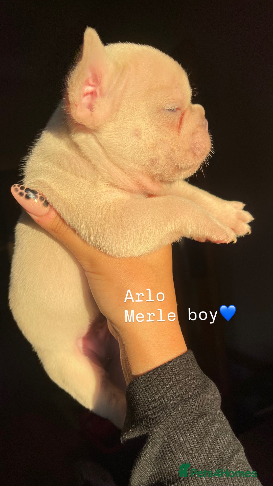 French Bulldog dogs for sale: Gorgeous pied and merle french bulldog puppies🩷💙 - Image 10