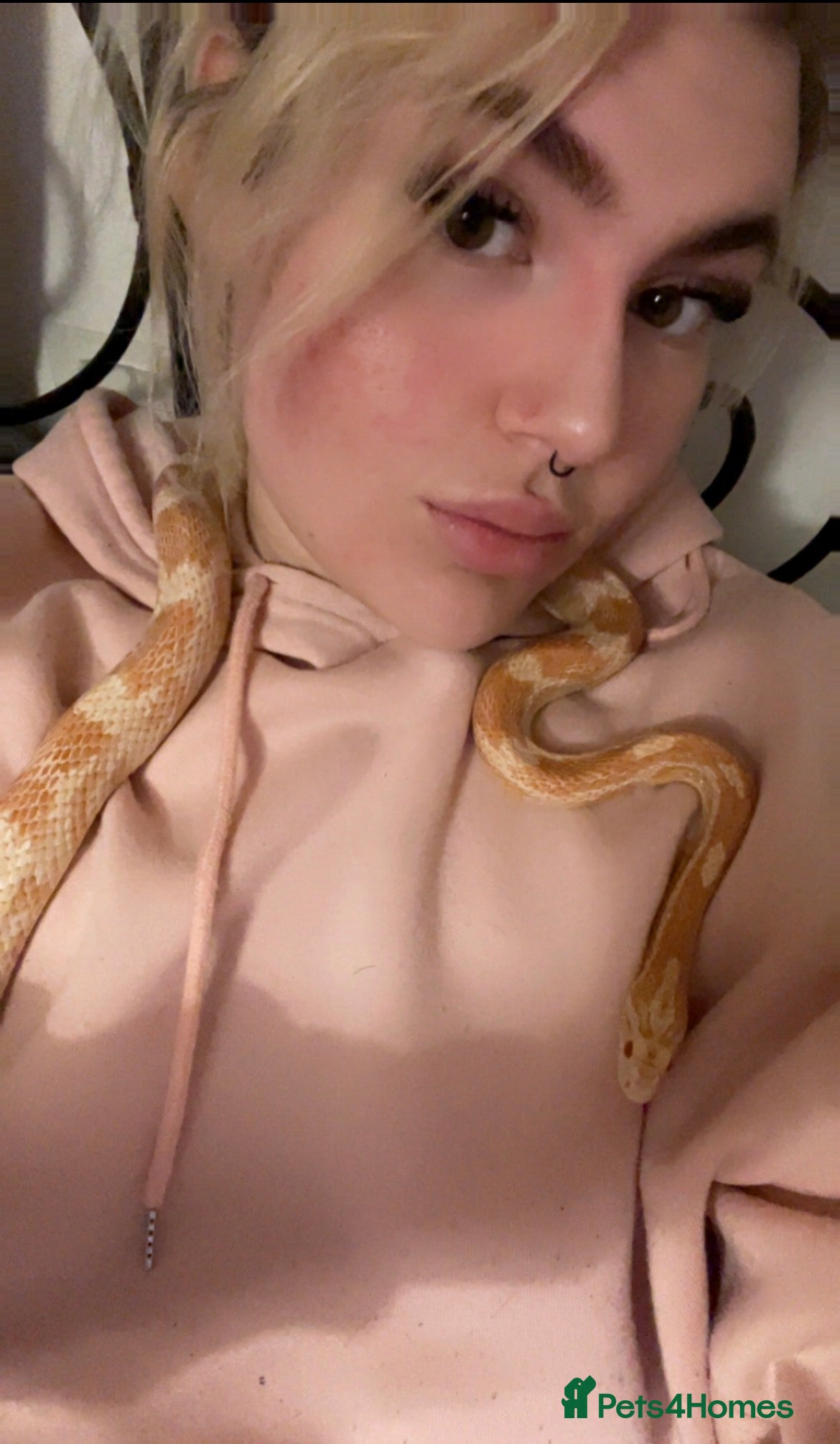 Corn Snake reptiles Cornflake  - Advert 2