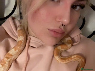 Corn Snake reptiles Cornflake - Advert 10