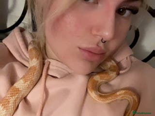 Corn Snake reptiles Cornflake - Advert 2