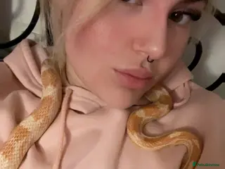 Corn Snake reptiles Cornflake - Advert 13