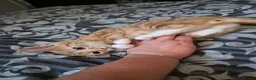 Mixed Breed cats for sale: Ginger female kittens - Advert 2