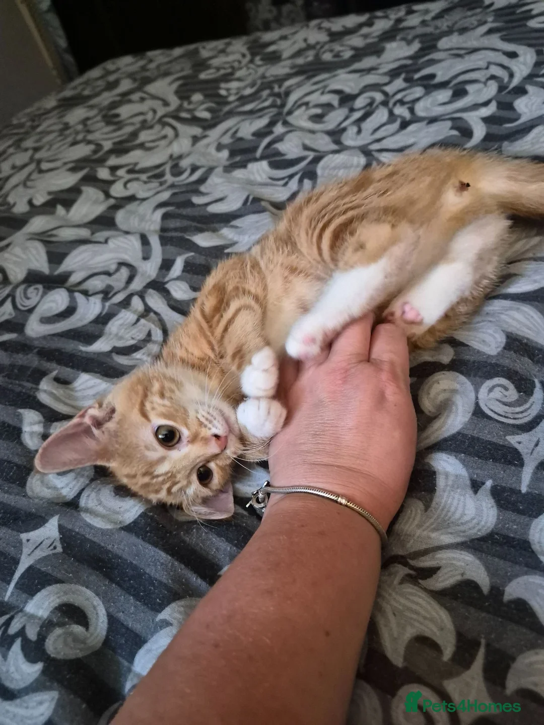 Mixed Breed cats for sale: Ginger female kittens - Advert 2