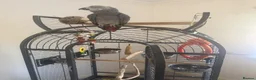 Parrots birds for sale: African grey - Advert 6