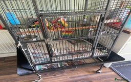 Parrots birds for sale: Congo African Grey Parrot  - Image 5