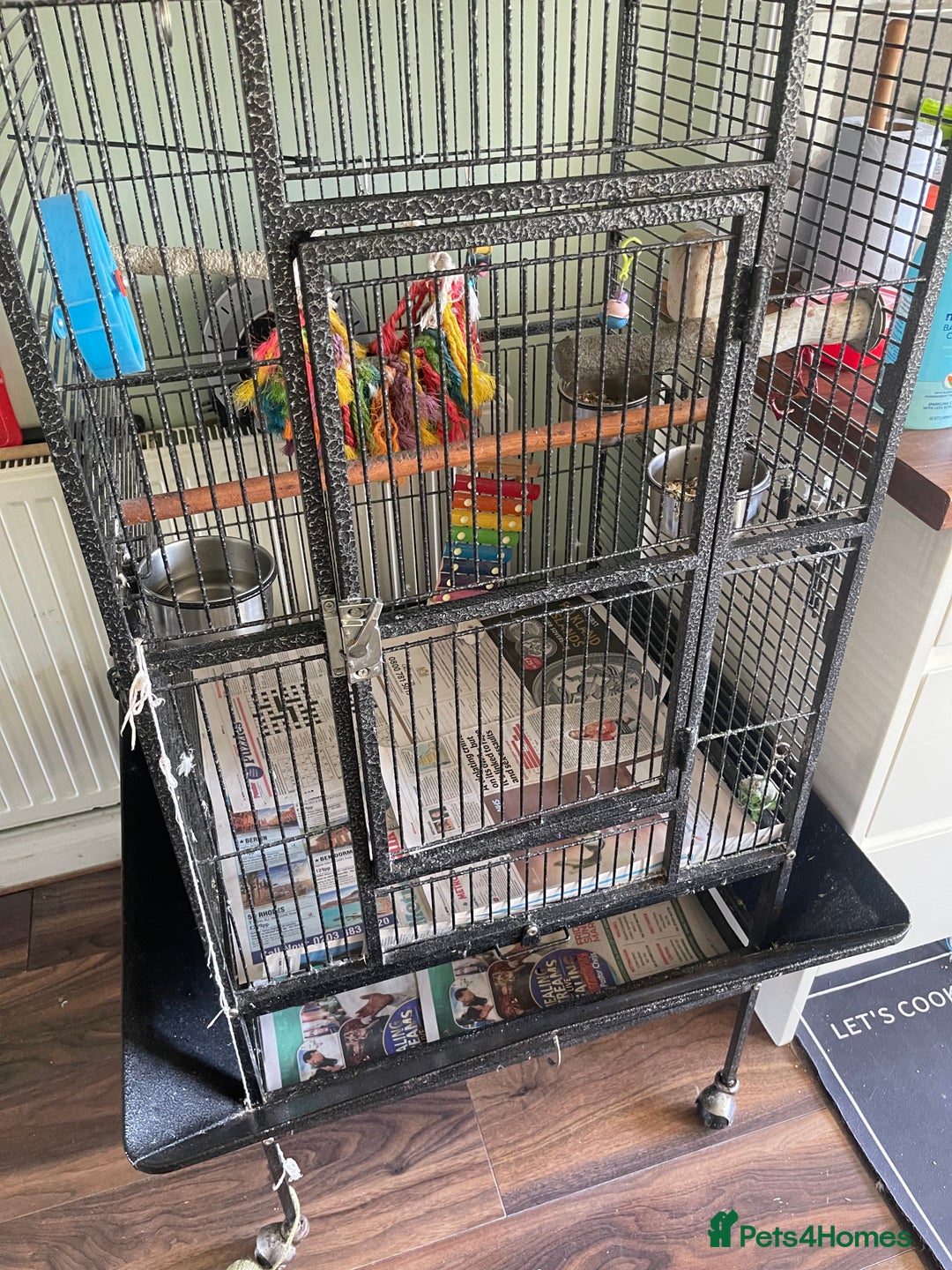 Parrots birds for sale: Congo African Grey Parrot  - Image 5