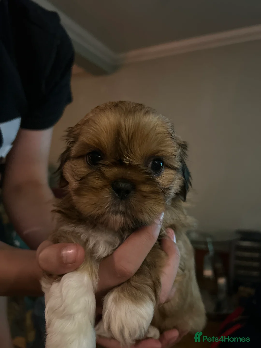 Shih Tzu dogs for sale: Beautiful Shih Tzu puppies  - Advert 2
