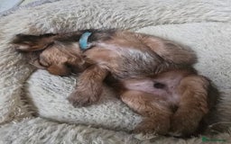 Shorkie dogs for sale: Shihtzu/ Maltese/ Yorkshire Terrier Puppies - Image 12