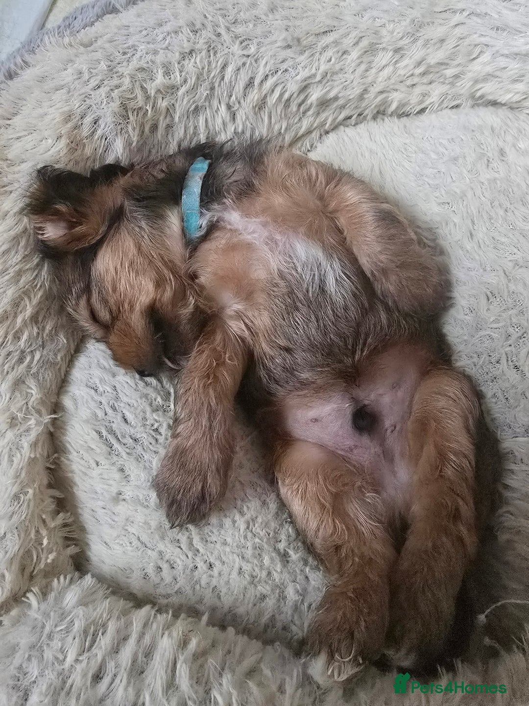 Shorkie dogs for sale: Shihtzu/ Maltese/ Yorkshire Terrier Puppies - Image 12
