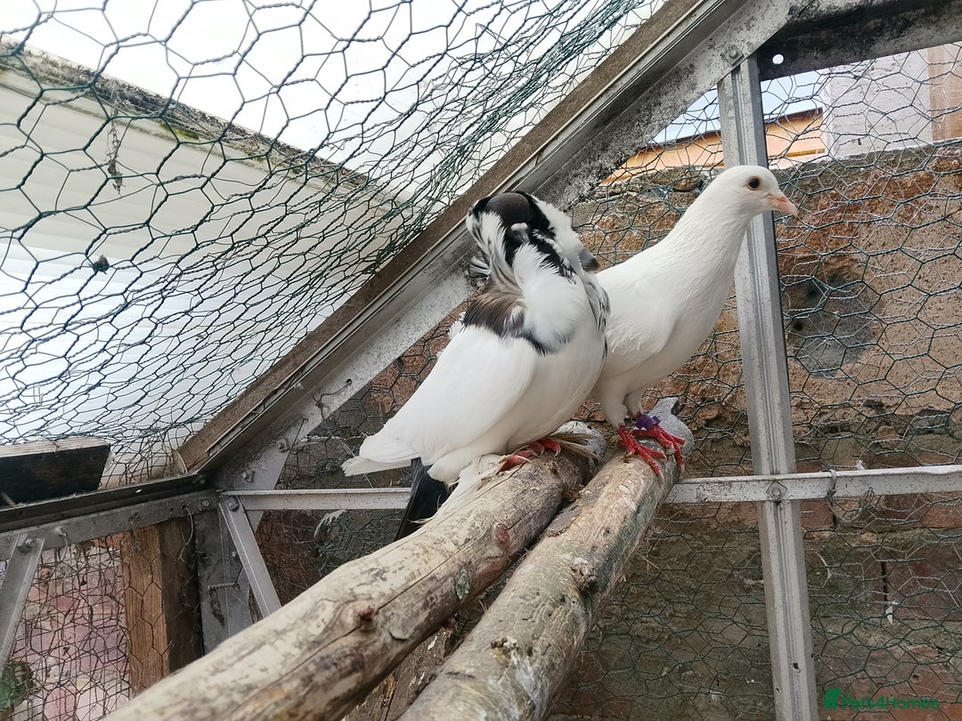 Dwarf Lop rabbits for sale: Breeding pair  - Image 3