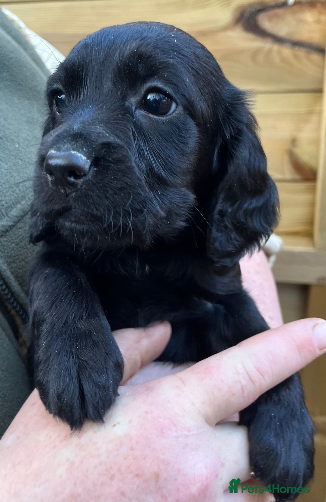 Cocker Spaniel dogs for sale: Stunning Health Tested WCS Pups - Advert 3