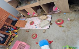 Guinea Pig rodents for sale: Baby boar Lunkarya guinea pigs - Image 7