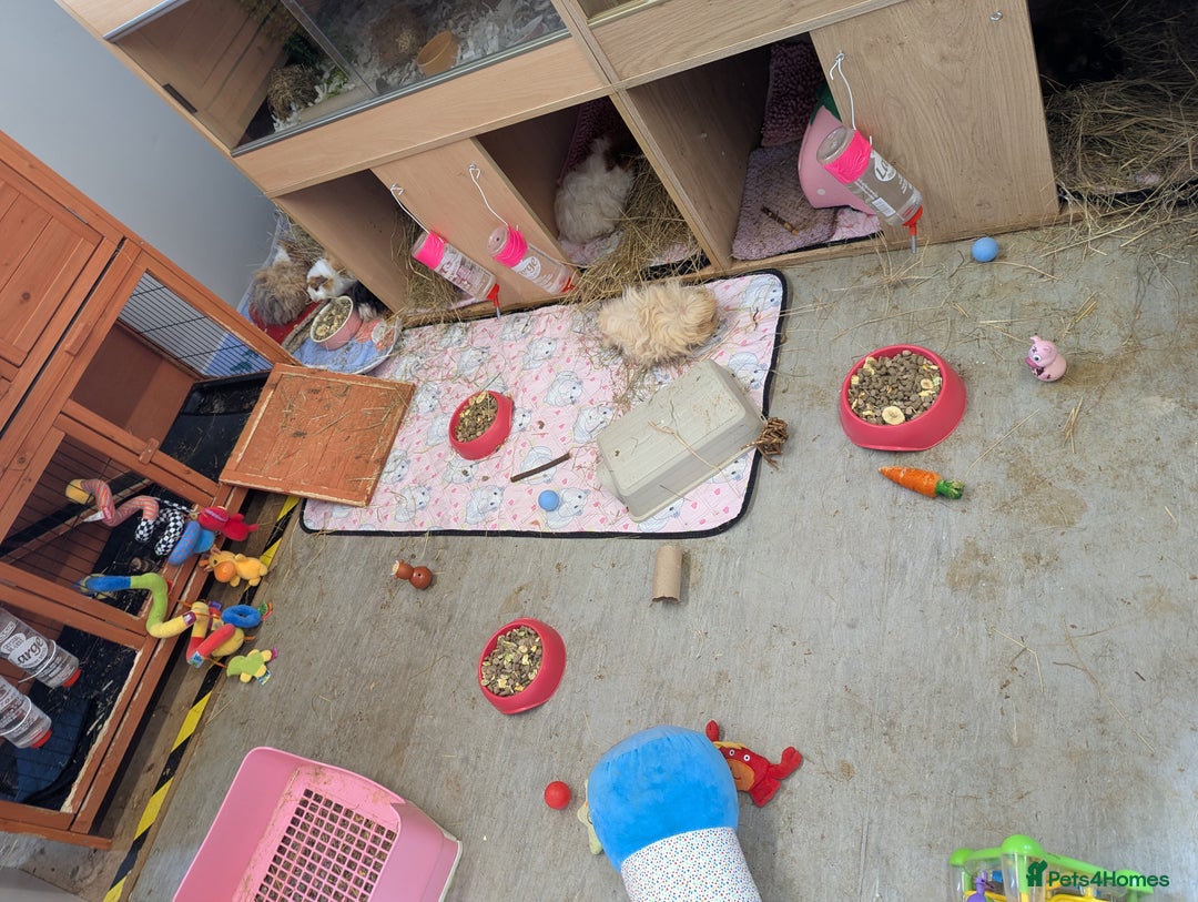 Guinea Pig rodents for sale: Baby boar Lunkarya guinea pigs - Image 7