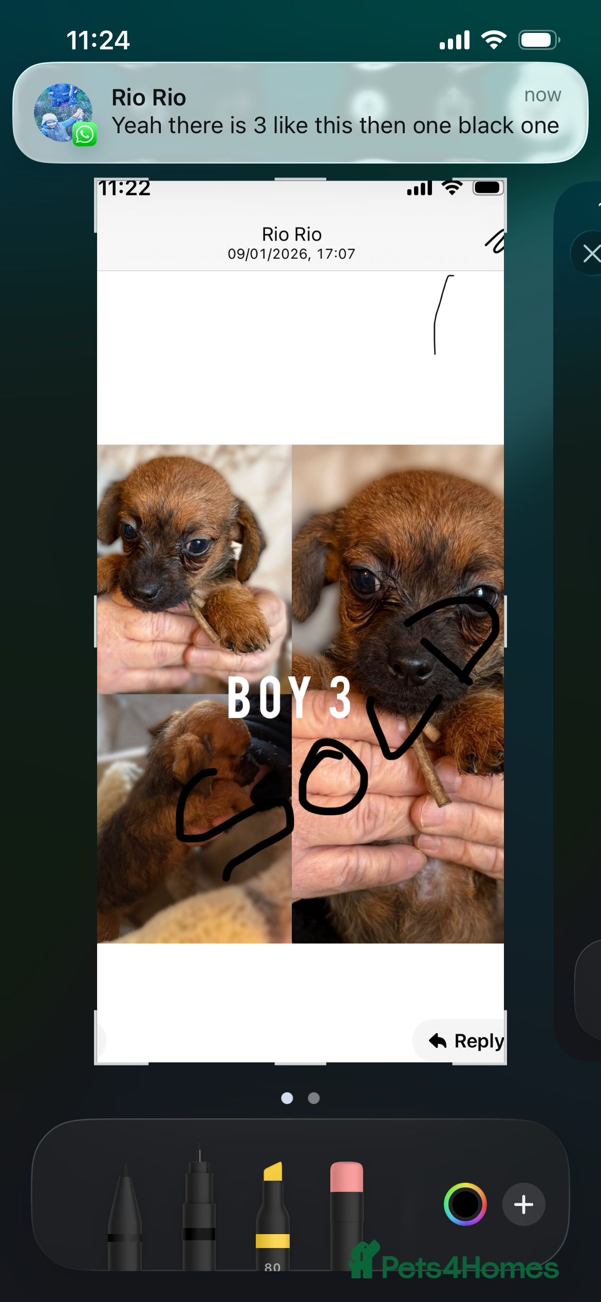 Jackapoo dogs Jackapoo puppies - Advert 1