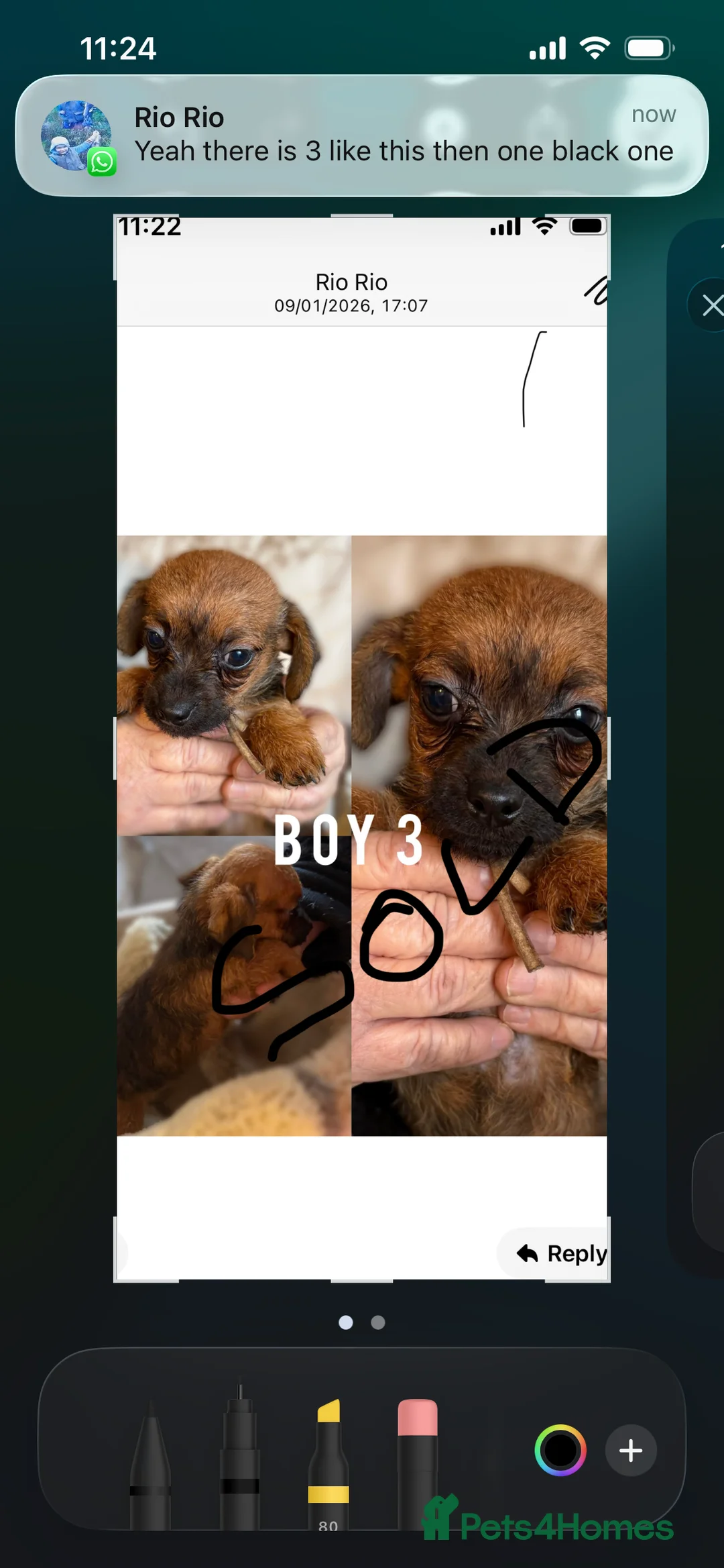 Jackapoo dogs for sale: Jackapoo puppies - Advert 1