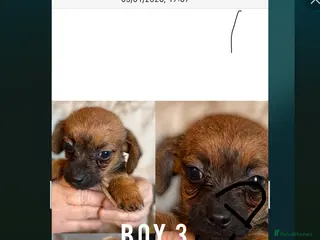 Jackapoo dogs Jackapoo puppies - Advert 1