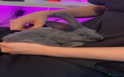 Flemish rabbits for sale: Flemish Rabbit - Image 1
