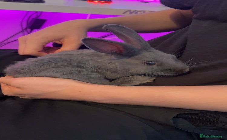 Flemish rabbits - Advert 1