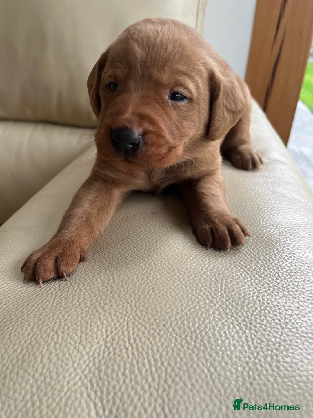 Labrador Retriever dogs for sale: KC Registered Fox Red Labrador puppies - Advert 28