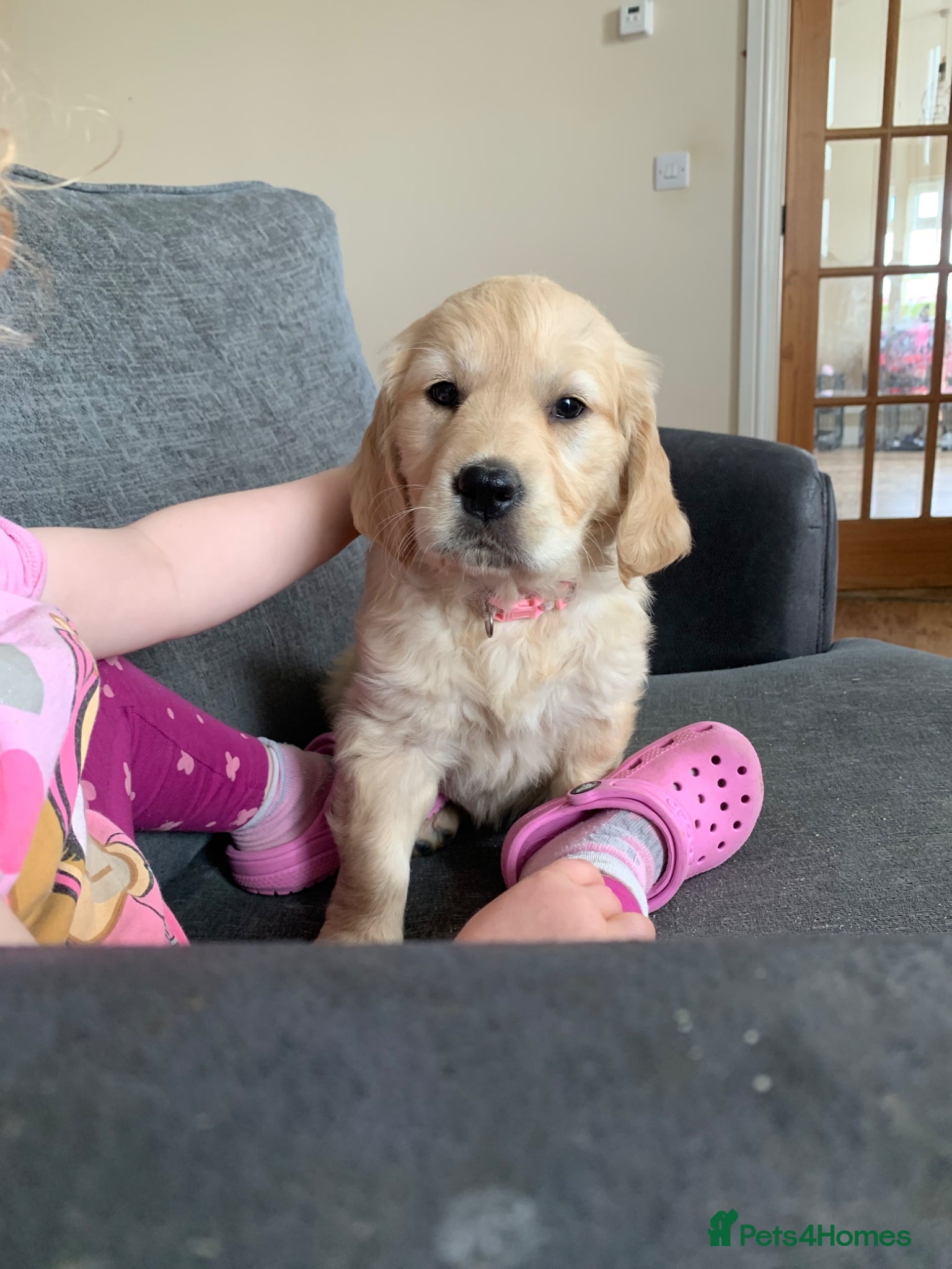 Golden Retriever dogs Golden Retriever Puppies Ready 13 April - Advert 2