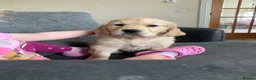 Golden Retriever dogs for sale: One girl remaining - Advert 3