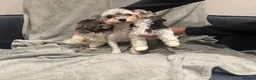 Maltipoo dogs for sale:  Small Maltipoo  - Advert 7