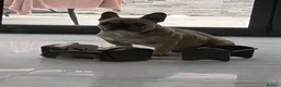 French Bulldog dogs for stud: French bulldog stud  - Advert 7