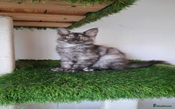 Maine Coon cats for sale: Pedigree Maine Coon kittens  - Image 24