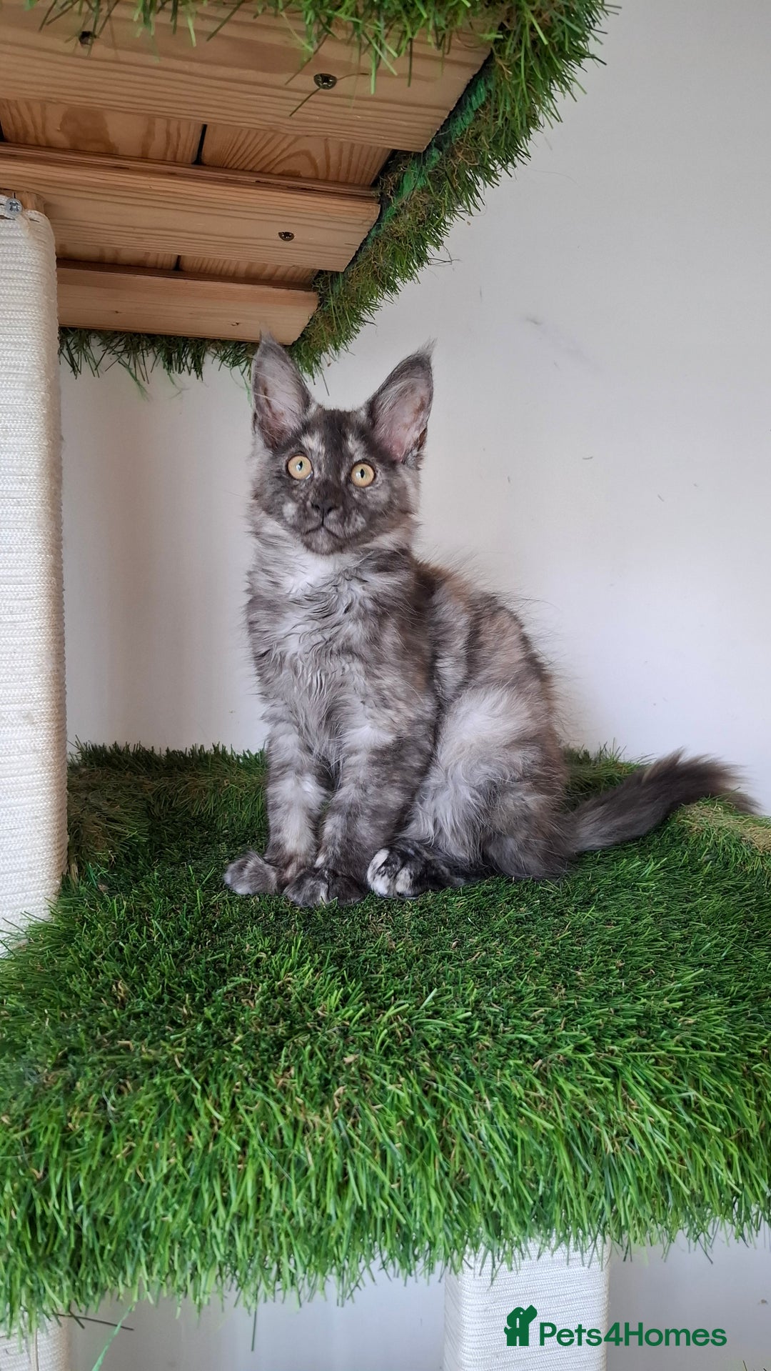 Maine Coon cats for sale: Pedigree Maine Coon kittens  - Image 24