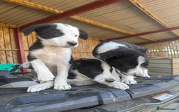 Border Collie dogs for sale: 3 males left .. female now sold! - Image 26