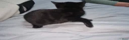 Mixed Breed cats for sale: Lovely mixed breed kittens black and black/white - Advert 10