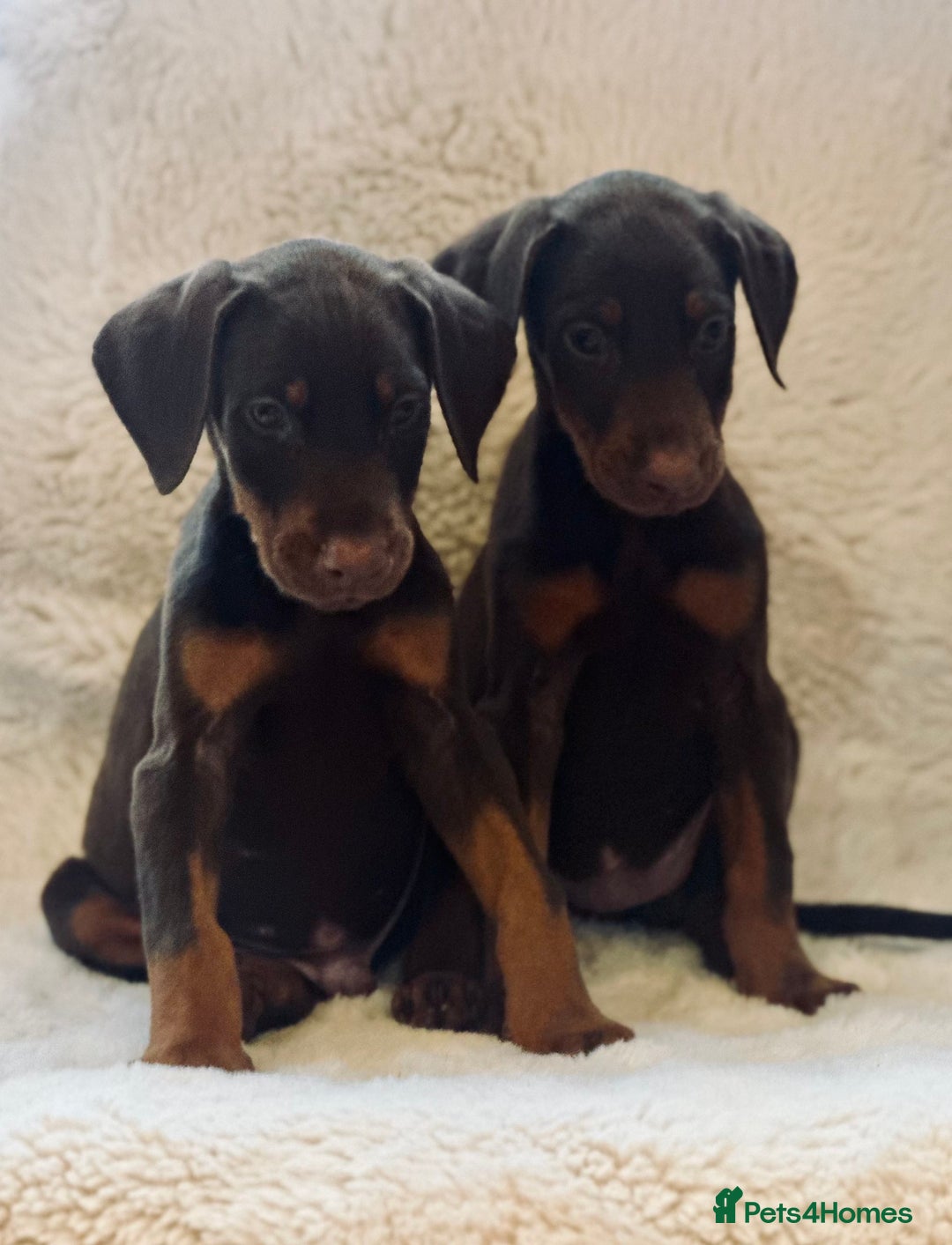 Dobermann dogs for sale: Doberman puppies  - Image 4