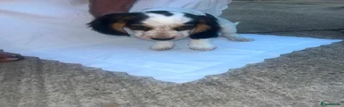 Cocker Spaniel 2