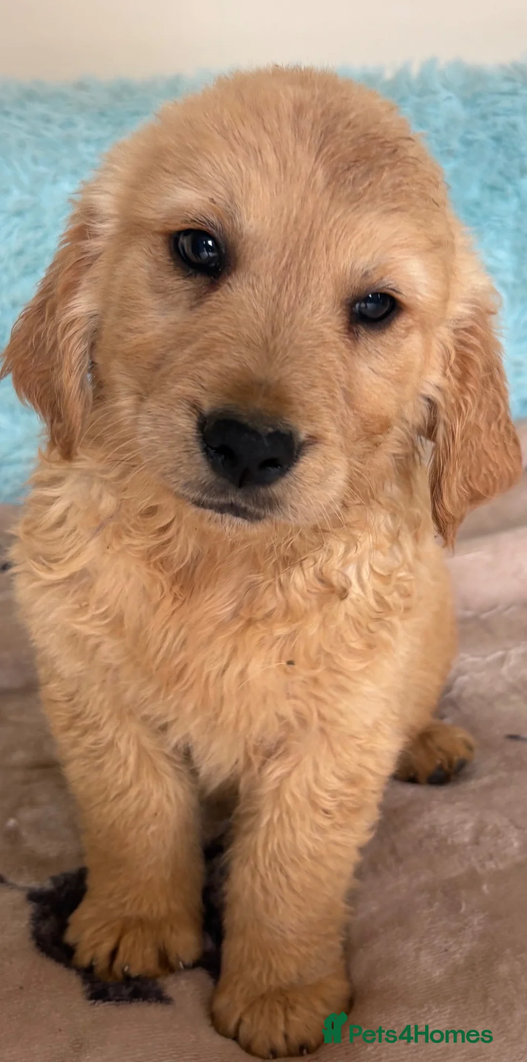 Golden Retriever dogs for sale: Strong healthy happy puppies - Advert 8