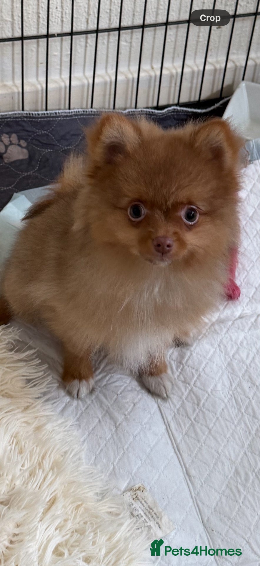 Pomeranian dogs BEAUTIFUL POMERANIAN PUPPY BOYS!! - Advert 1