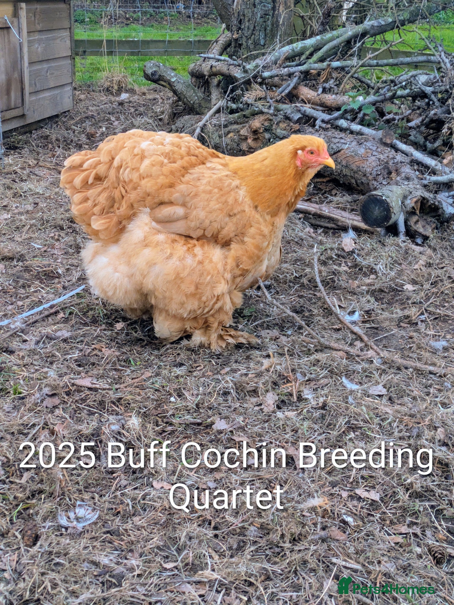 Chickens poultry BUFF COCHIN - BREEDING QUARTET - Advert 1