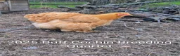Chickens poultry for sale: BUFF COCHIN - BREEDING QUARTET in York - Advert 1
