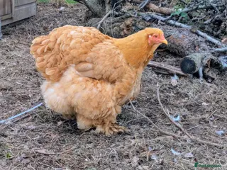 Chickens poultry BUFF COCHIN - BREEDING QUARTET - Advert 1