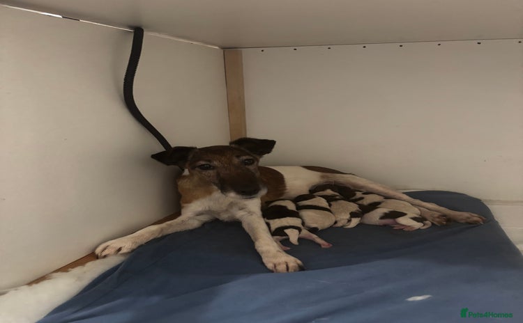 Fox Terrier dogs  Forgevale Kennel “Penny”✨Rare Smooth Fox Terriers - Advert 2