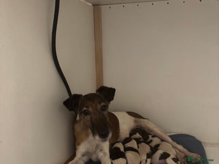 Fox Terrier dogs Forgevale Kennel “Penny”✨Rare Smooth Fox Terriers - Advert 1