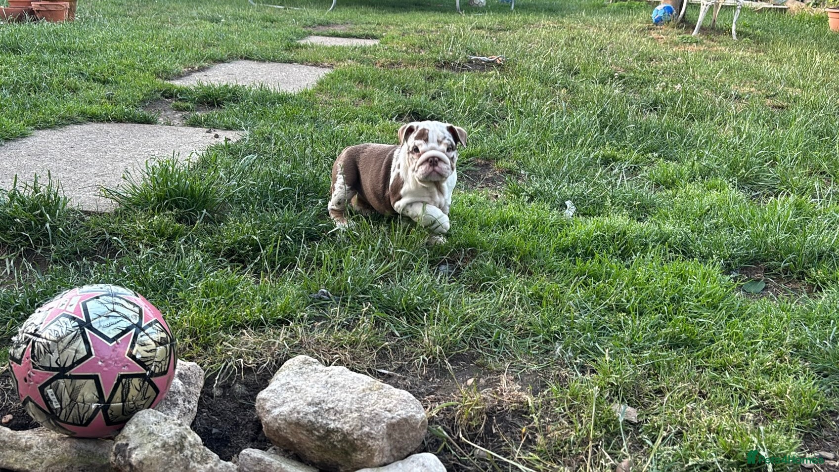 English Bulldog dogs ***READY NOW*** Beautiful bulldog puppies  - Advert 10