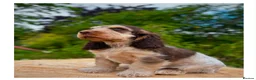 Cocker Spaniel dogs for sale: Quality KC Registered Show Cocker spaniel pippies - Advert 8