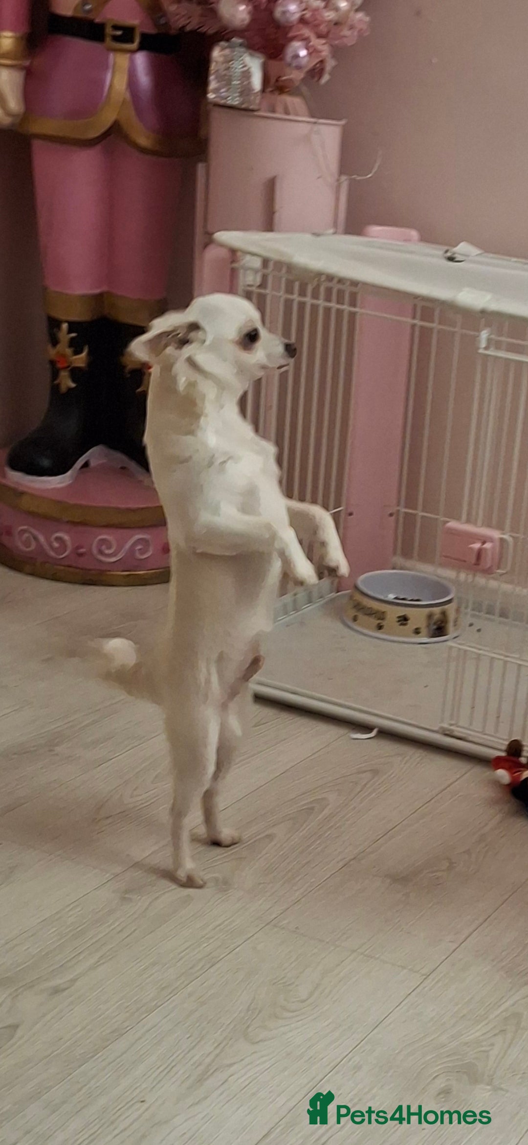 Chihuahua dogs for sale: White long furred male chihuahua - Advert 1