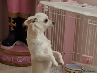 Chihuahua dogs White long furred male chihuahua - Advert 1