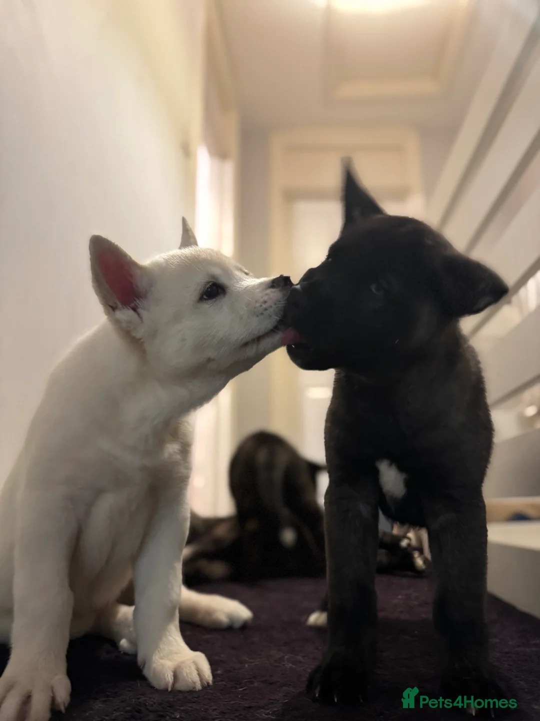 Mixed Breed dogs for sale: 7 beautiful American Akita Puppies ***5 left*** - Advert 3